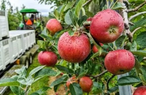 Apples